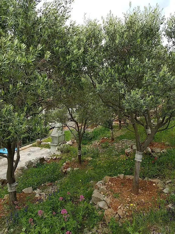 Apartments Katja Mali Lošinj